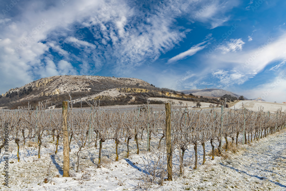 Fototapeta premium Winter vineyard near Mikulov, Palava region, Southern Moravia, Czech Republic