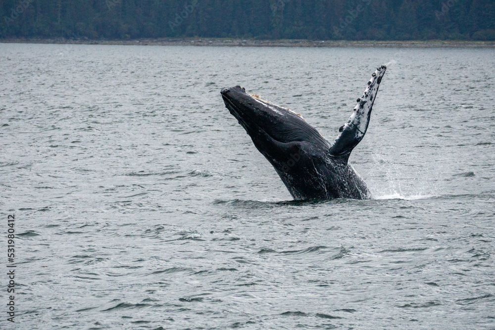 Obraz premium humpback breach