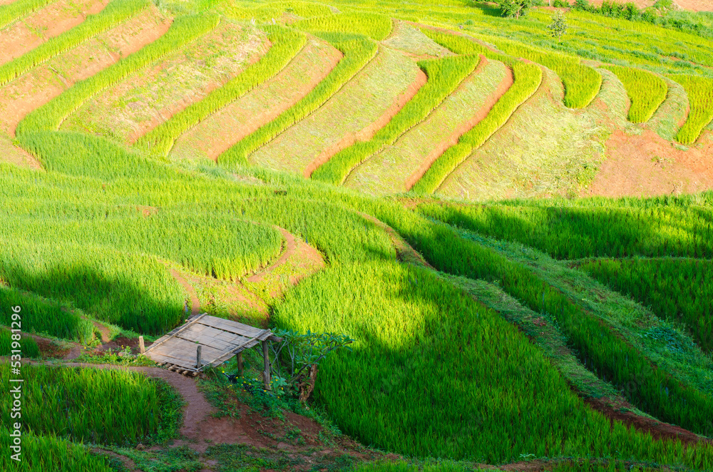 Green rice terrace field at Pa Pong Piang village in Chiang Mai, Thailand