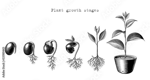 Growth step of plant [Converted]