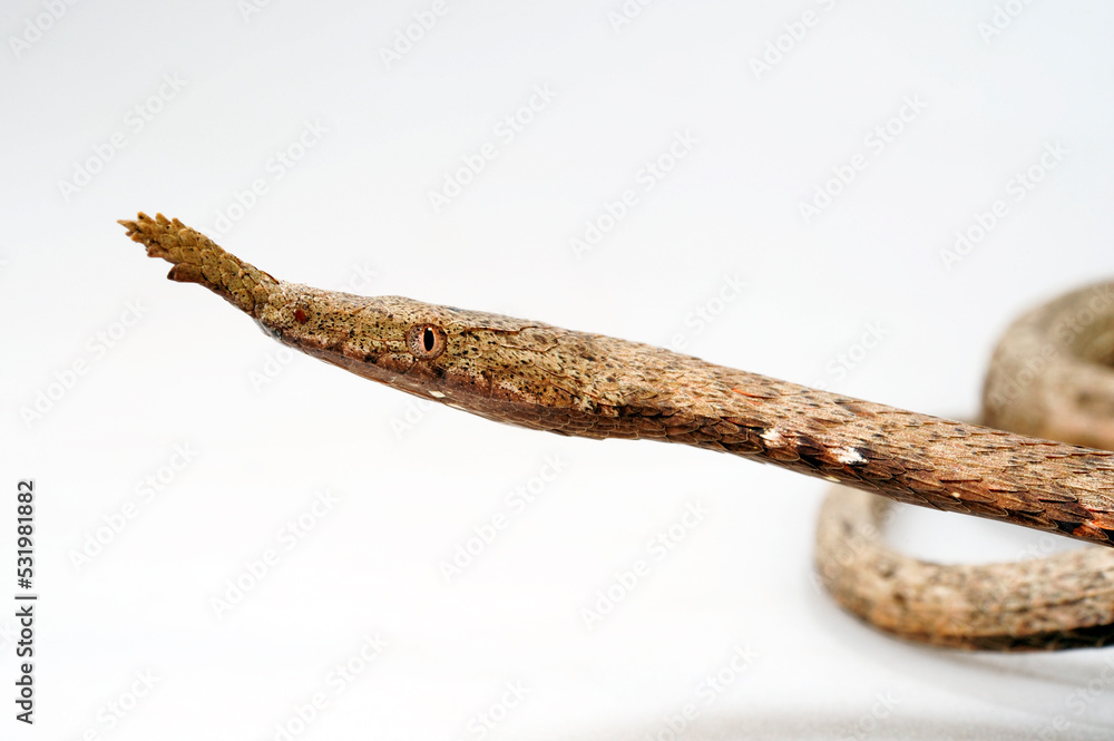 Madagascar leafnose snake // Blattnasennatter (Langaha nasuta, Langaha madagascariensis) - Female // Weibchen - obrazy, fototapety, plakaty 