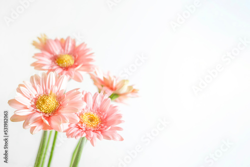 Delicate pink gerbera flowers on a white background with space for text. Floral background. Vintage bouquet of flowers.