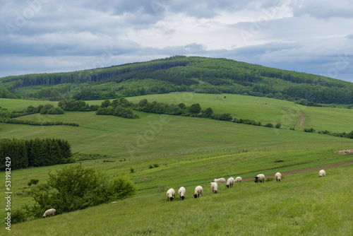 Spring landscape with white sheep in White Carpathians, Czech Republic