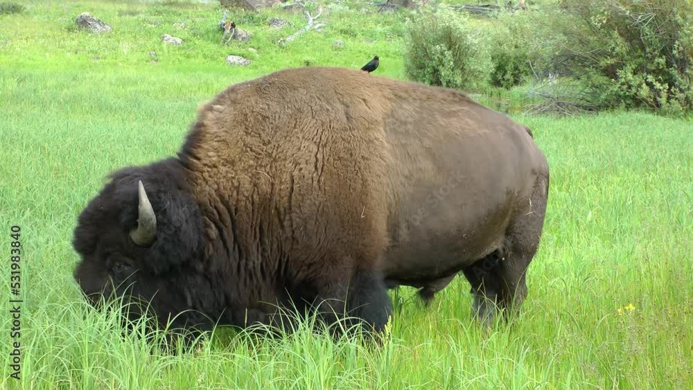 Brown-headed Cowbird standing on the back of an American bison
Yellowstone National Park bison wildlife, 2022
Brown-headed Cowbird standing on the back of an American bison
Yellowstone National Park bison wildlife, 2022