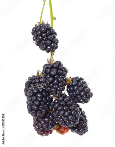 Blackberry berries on a branch.