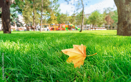 yellow maple leaf on green grass in city park, late summer and early autumn season, beautiful nature, trees and lawn, children's playground in the distance, urban architecture
