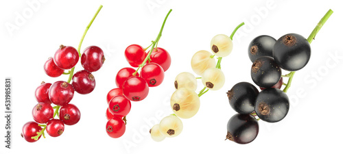 currant berries isolated on white. red, white and black currant. the entire image in sharpness.