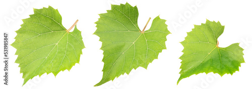 grape leaf set isolated on white. the entire image in sharpness.