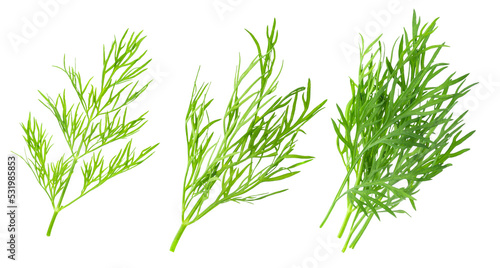 Fotografering Fresh dill isolated on white background