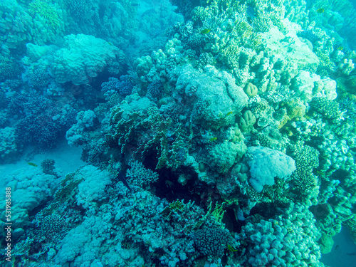 Algae and corals underwater in Red sea