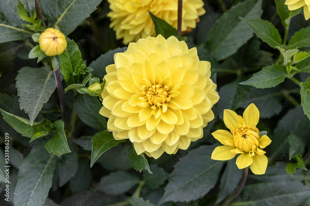 Yellow dahlia flower Yellow dahlia flower