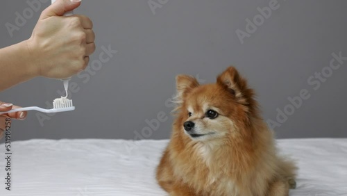 A funny red dog with a protruding tongue closely watches as the hostess squeezes out toothpaste to clean the dog's teeth. A small spitz is ready for the procedure of brushing his teeth
