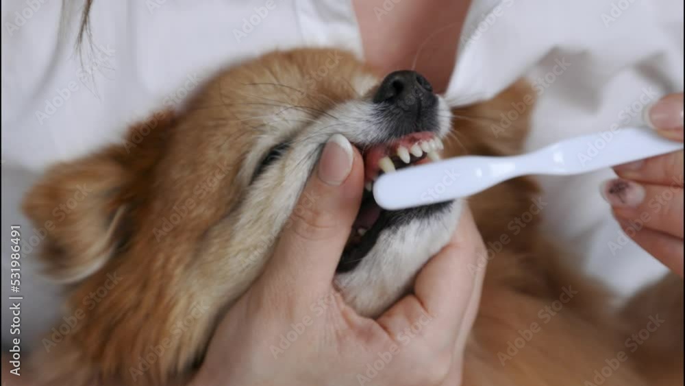 Regular hygienic cleaning of teeth is performed by a girl in a white coat to a small red spitz. White toothbrush gently cleans the fangs of the German Spitz by a veterinarian in the clinic. Regular hygienic cleaning of teeth is performed by a girl in a white coat to a small red spitz. White toothbrush gently cleans the fangs of the German Spitz by a veterinarian in the clinic.