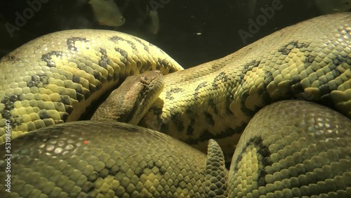 Anaconda Python underwater 
Anaconda is a distribution of the Python, USA, 2022
 photo