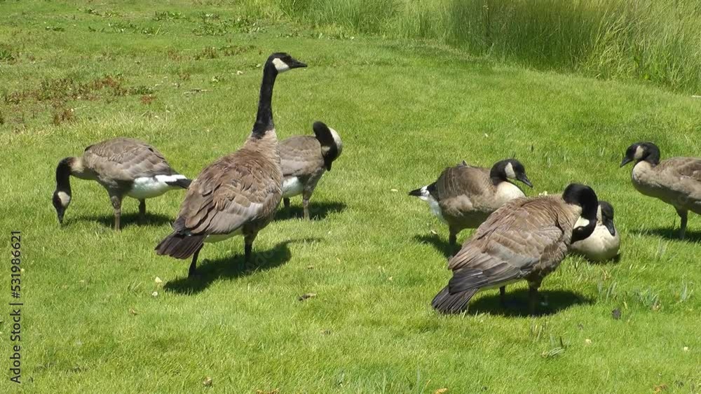 Canada Goose family Eating grass in park
California USA, 2021
Canada Goose family Eating grass in park
California USA, 2021