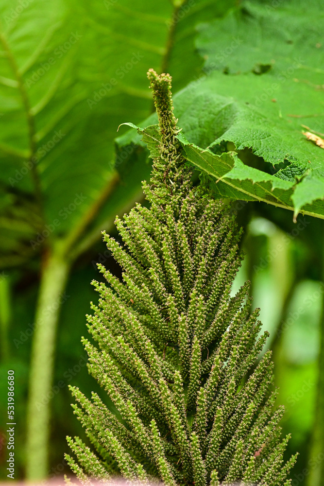Blütenstand des Mammutblatt (Gunnera manicata) im botanischen Garten