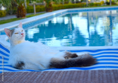 Content cat in all inclusive resort by the pool.