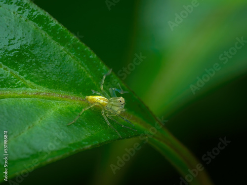Young striped lynx spider on the leaf © abdul