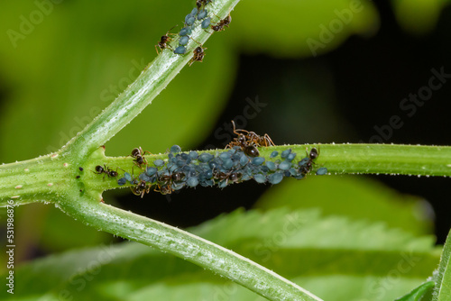 Mrówki i mszyce siedzące na zielonej gałązce współpracują ze sobą 