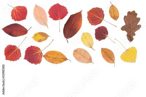 Isolated leaves. Collection of multicolored fallen autumn leaves isolated on white background