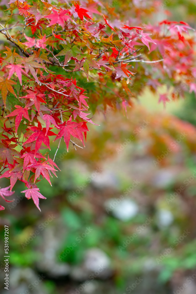 Red autumn color at Nara Deer Park in Nara, Osaka, Japan in vintage color tone filter. Red autumn color at Nara Deer Park in Nara, Osaka, Japan in vintage color tone filter.