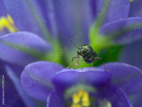 Small black leaf bugs on the water lily flowers