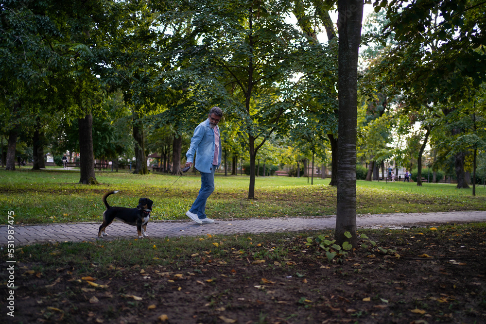 Fototapeta premium Mature man and mixed bread dog walking in park