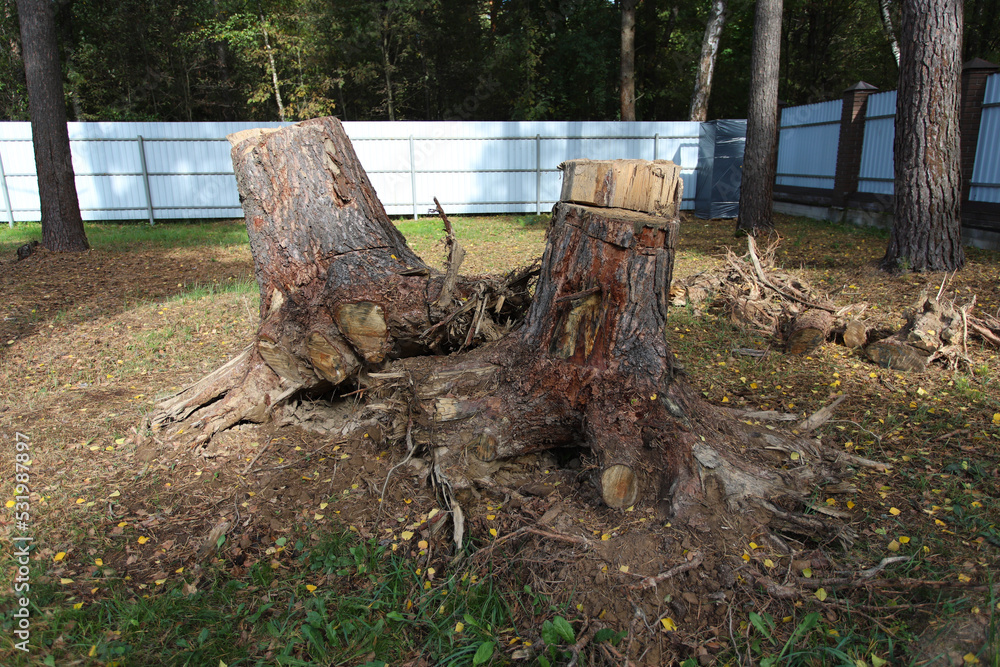 Uprooting of pine stumps in the garden. A stump with its roots torn out of the ground. Deleting a tree. Uprooting of pine stumps in the garden. A stump with its roots torn out of the ground. Deleting a tree.