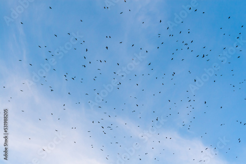 Daytime flying flocks of rooks over their territory. The whole sky is covered with black birds.