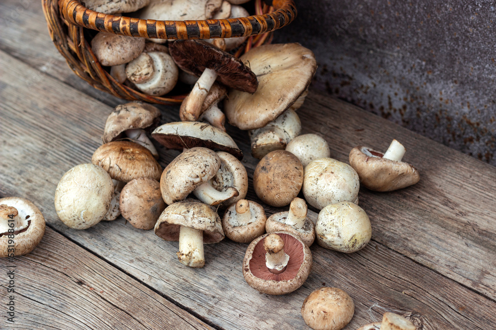 picking mushrooms, a bunch of champignons in a basket on a wooden background