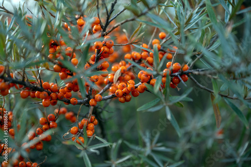 Sanddorn in freier Natur, mit vielen reifen, orangen Beeren auf Borkum