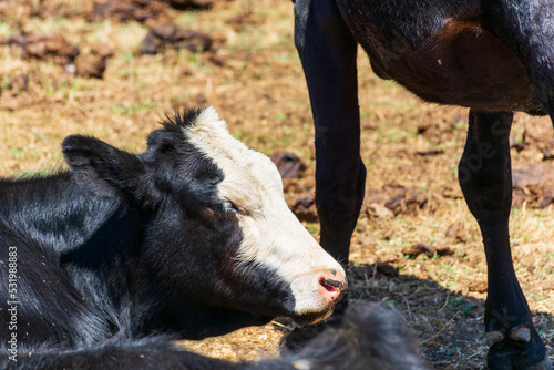 Close up a black and white cow in the meadow. Dairy and agriculture concept.