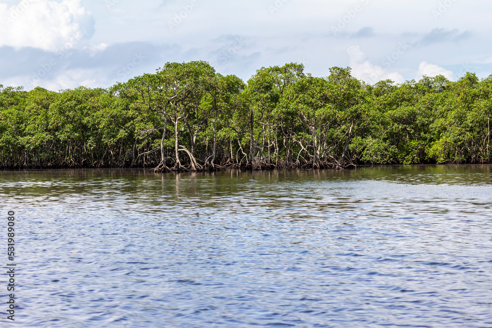 Mangrove trees along the sea in Brazil Mangrove trees along the sea in Brazil