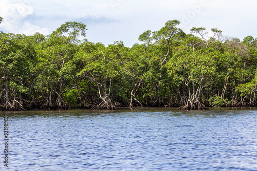 Mangrove trees along the sea in Brazil