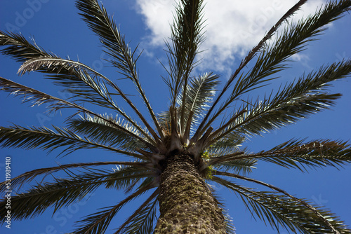 palm tree in the wind photo