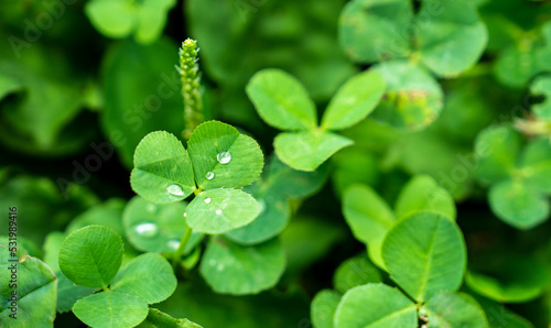 朝露に濡れた三つ葉
