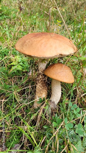 Leccinum mushrooms. Two mushrooms with brown cap and white stem in the grass