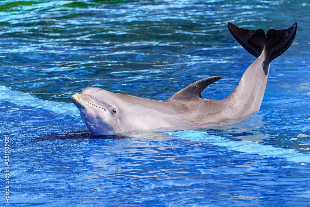 Naklejka premium Delfin posing out of the water for the cameras.
