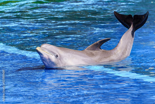 Delfin posing out of the water for the cameras.