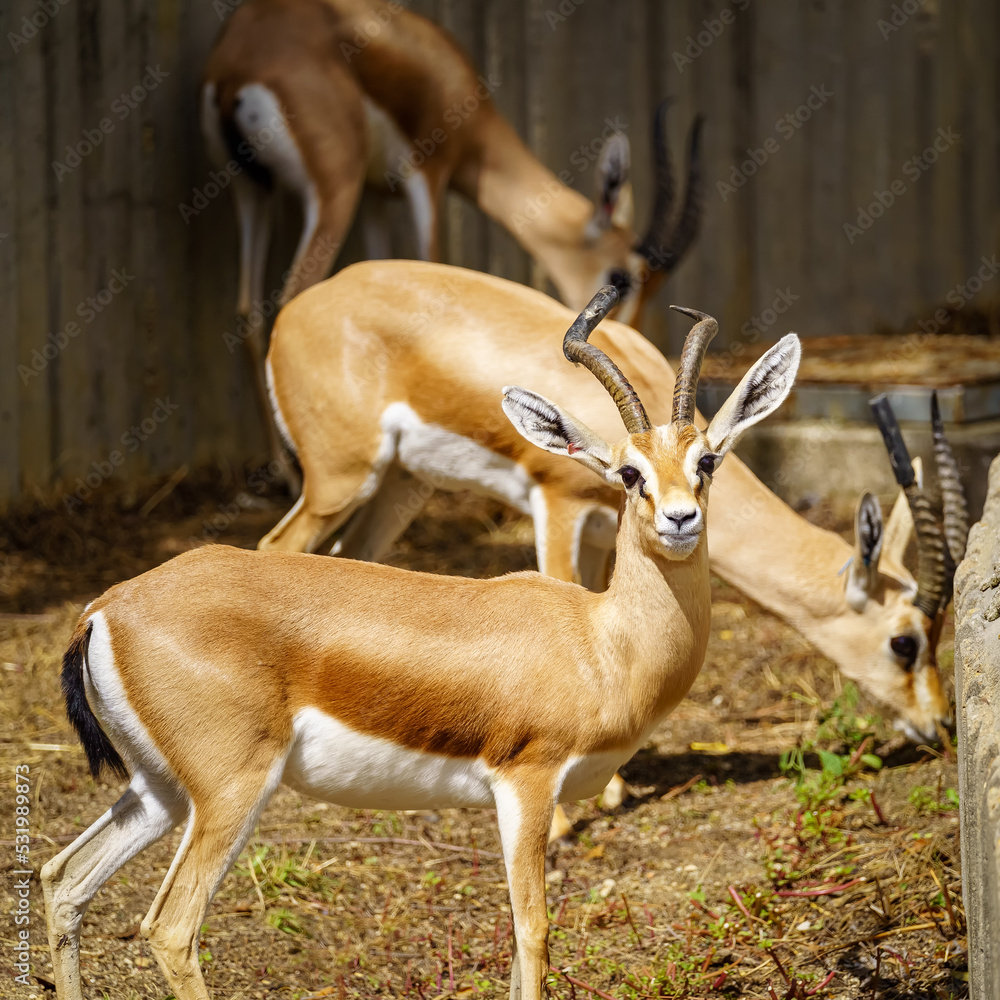 Several gazelles eating grass and another looking at the camera attentively. Several gazelles eating grass and another looking at the camera attentively.