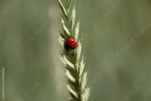 ladybird on a blade of grass