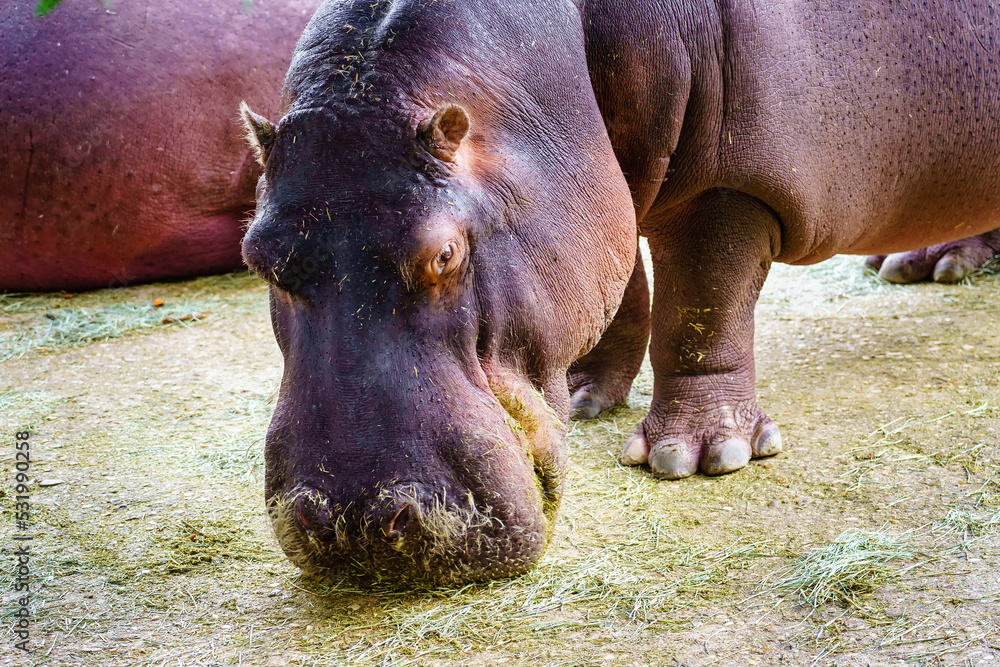 hypopotamo eating grass quietly out of the water in a camera close-up. hypopotamo eating grass quietly out of the water in a camera close-up.