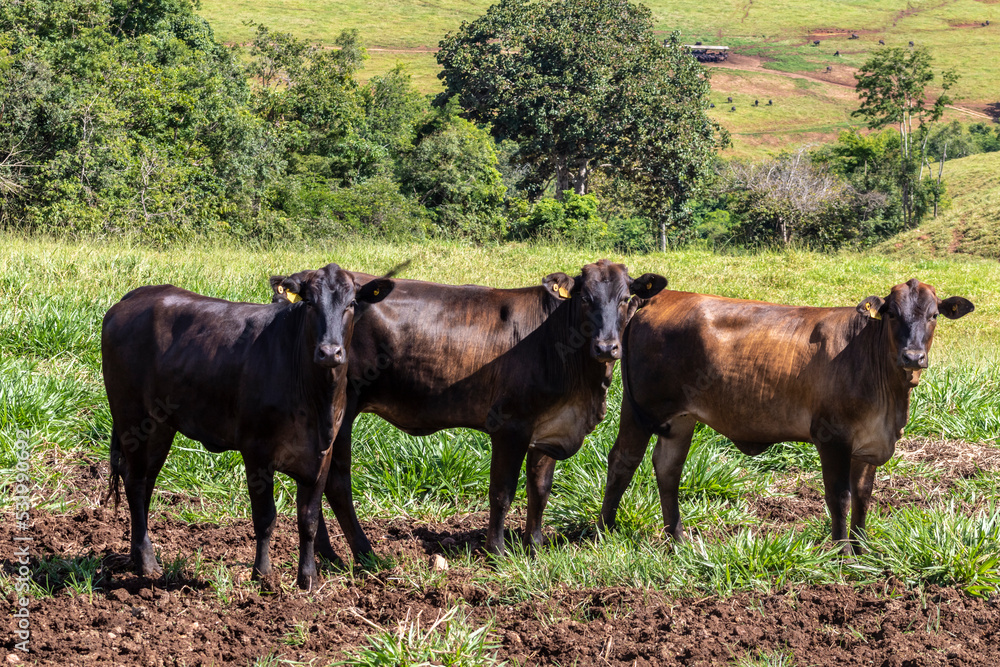 Herd of Aberdeen Angus animals in the pasture area of a beef cattle farm in Brazil Herd of Aberdeen Angus animals in the pasture area of a beef cattle farm in Brazil