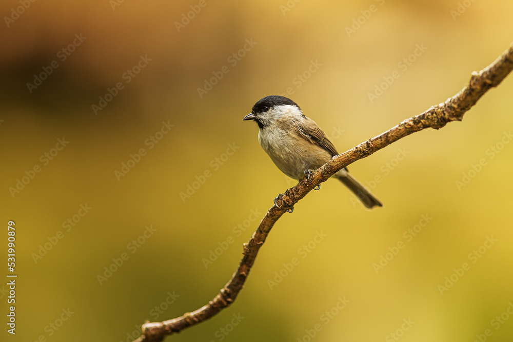 marsh tit (Poecile palustris) posing on a branch marsh tit (Poecile palustris) posing on a branch