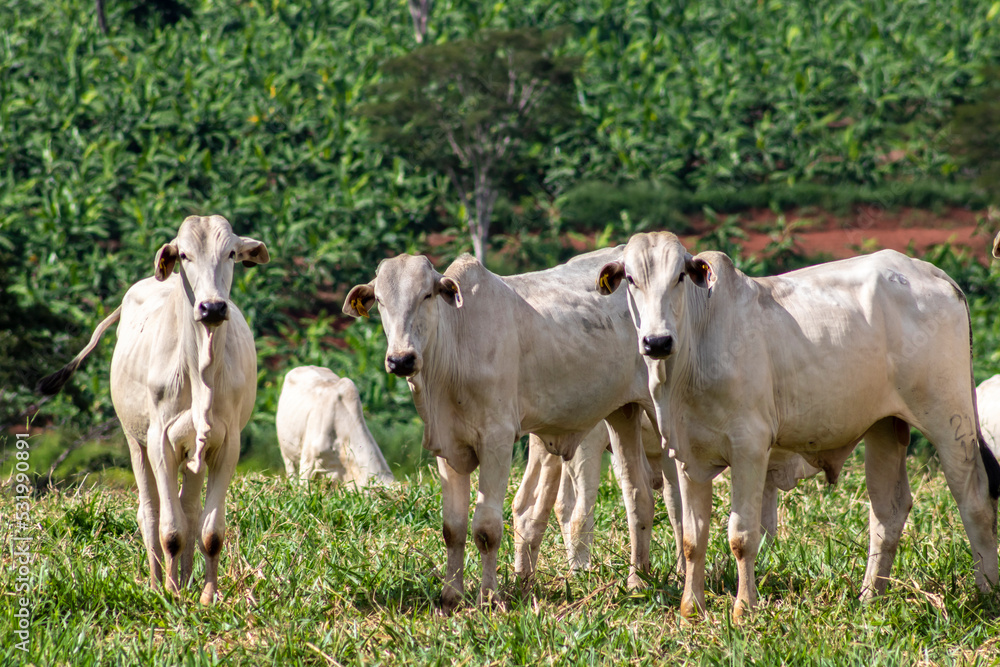 Herd of zebu Nellore animals in a pasture area of a beef cattle farm in Brazil Herd of zebu Nellore animals in a pasture area of a beef cattle farm in Brazil