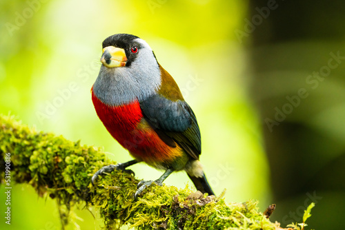 Toucan Barbet photo