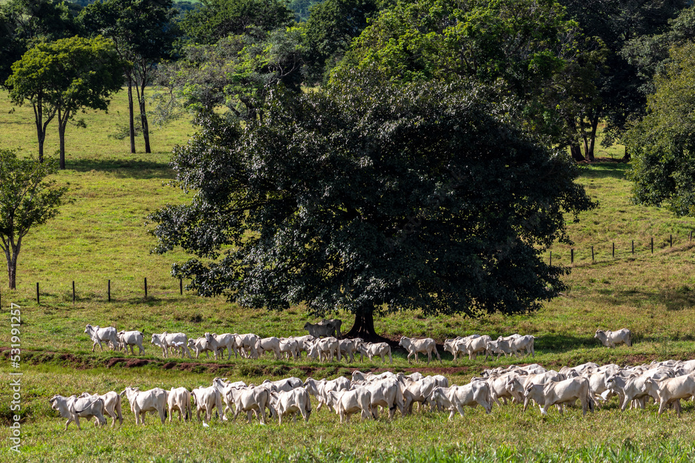 Naklejka premium Herd of zebu Nellore animals in a pasture area of a beef cattle farm in Brazil
