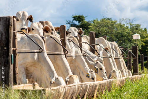 Herd of zebu Nellore animals in a feeder area of a beef cattle farm in Brazil photo