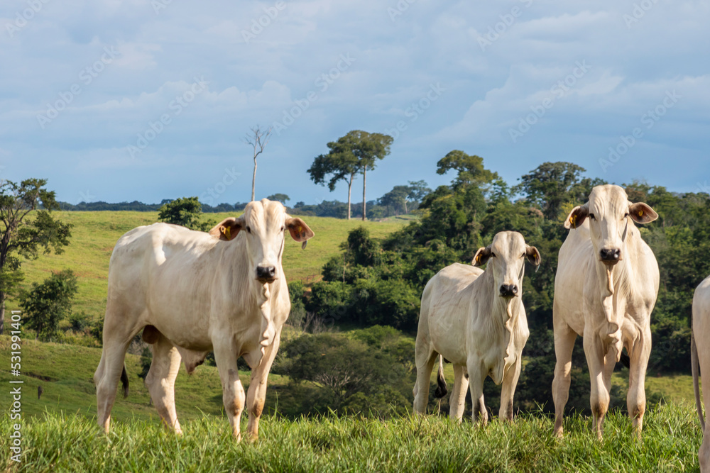 Herd of zebu Nellore animals in a pasture area of a beef cattle farm in Brazil