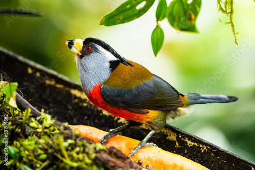 Toucan Barbet